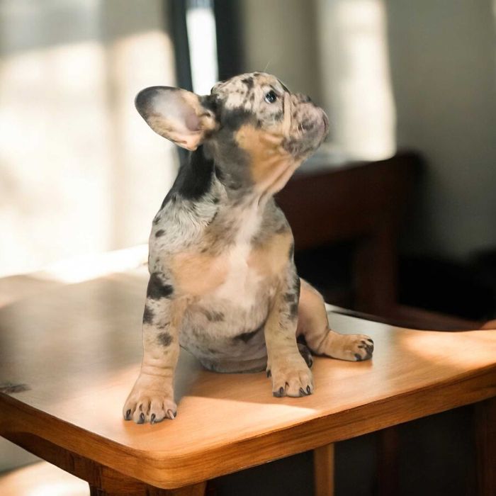 Голубой французский бульдог