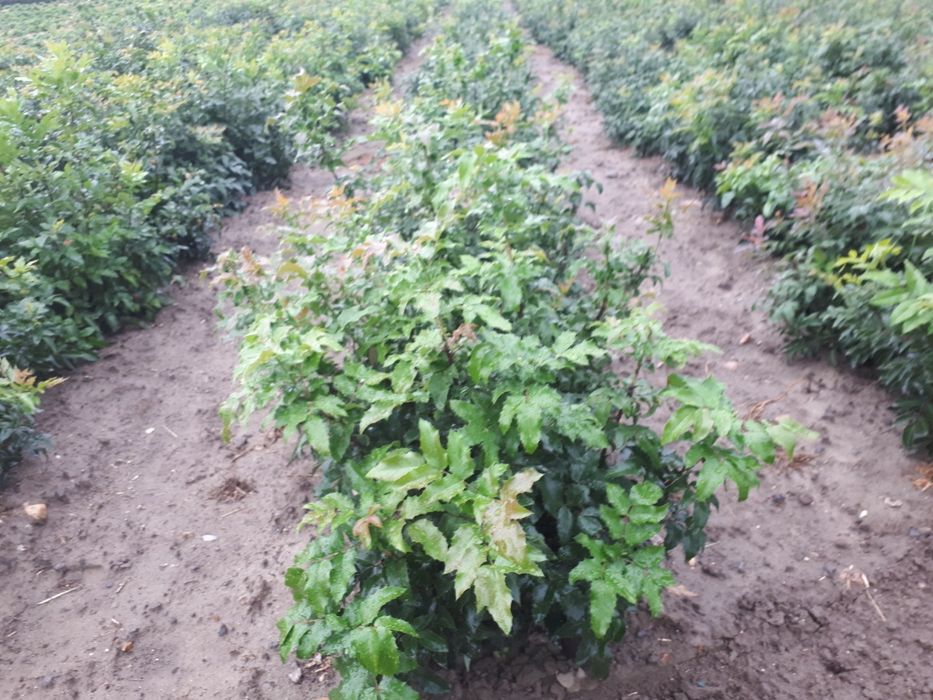 Mahoń cięta gałązki.