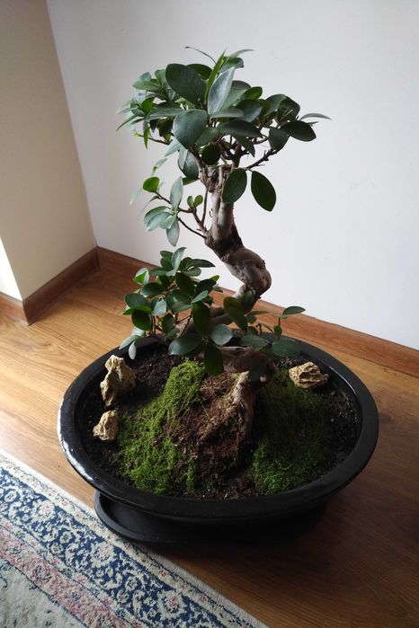 Piękny bonsai ficus