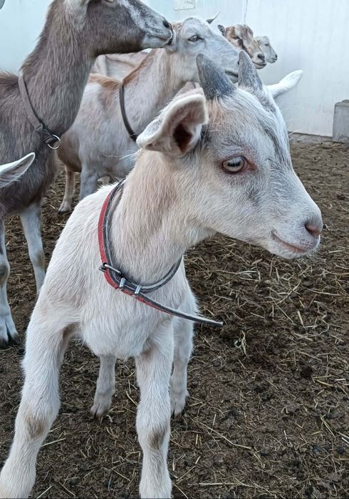 Koziołek po  rasowym koźle British Toggenburg