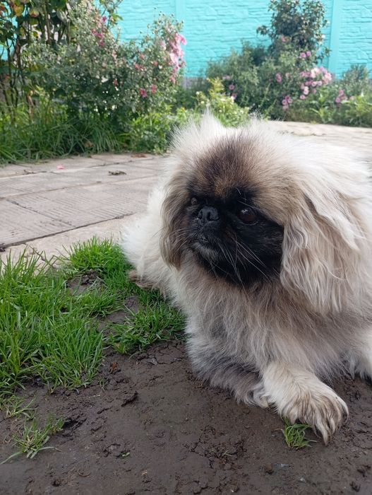 Королівський пекінес в'язка
