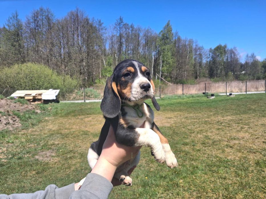 Szczeniak Beagle