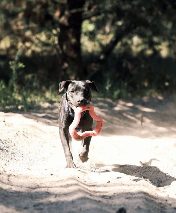 Американський пітбультер'єр.Пітбуль. Pitbull