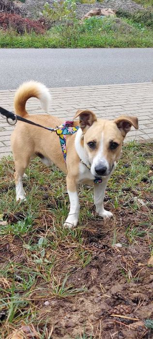 BORYS - Schronisko dla Zwierząt w Ostródzie