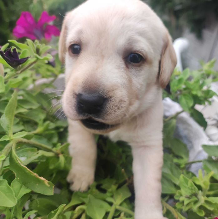 Labrador Radosne Psy Rasowe