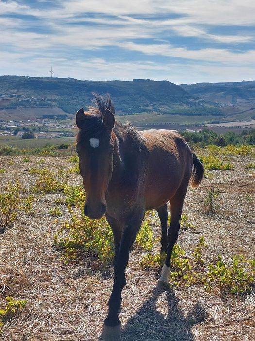 Poldros Puro Sangue Lusitano