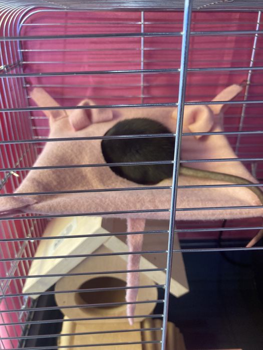 Чорні пацючки і клітки