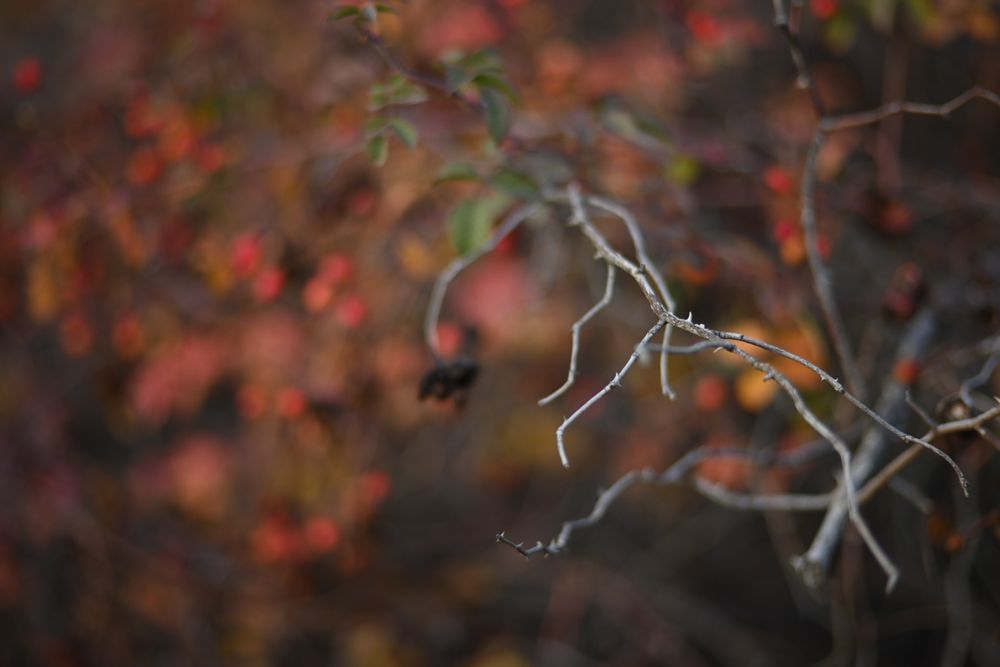 Voigtlander Heliar Classic 75/1.8