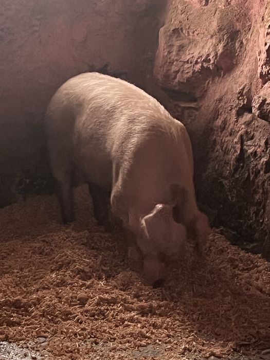 Porco bisaro criados ao natural