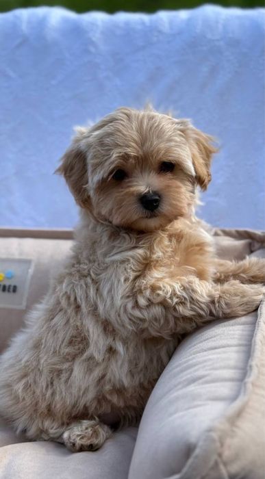 Елітні Мальтипу міні. Бежевий Мальтипу ф2