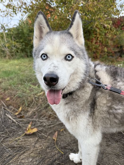 Хаскі хлопчик шукає дім