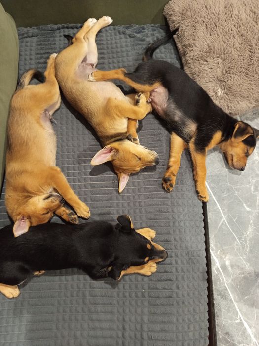 Urocze pieski do adopcji