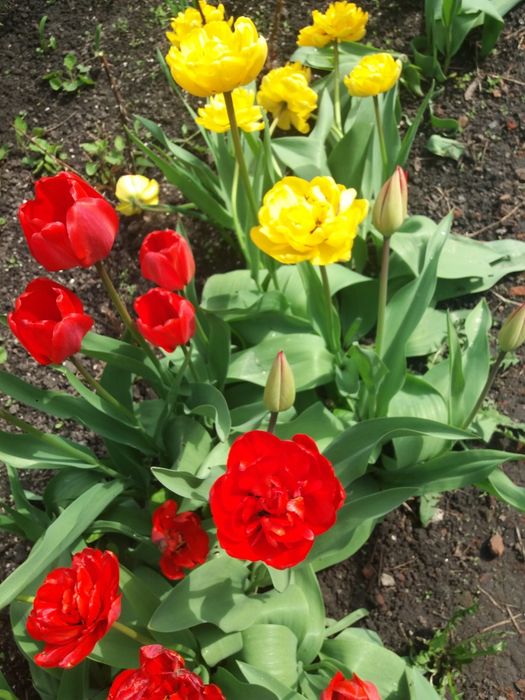 Тюльпан сортовой