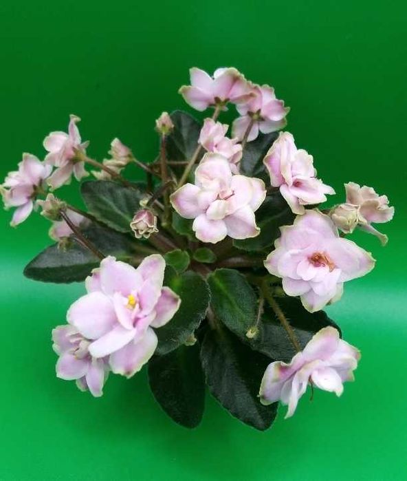 Фіалки міні/напівміні набори