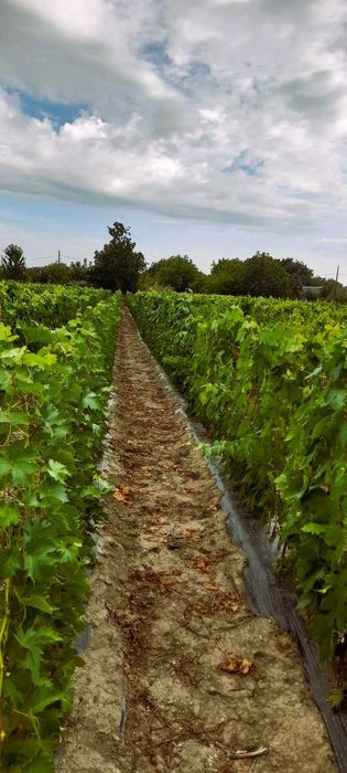 Саджанці винограду з розплідника + Подарунок