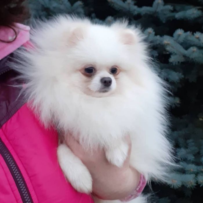 померанский белый шпиц