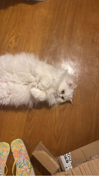 Dois gatos Persa para adoção responsável