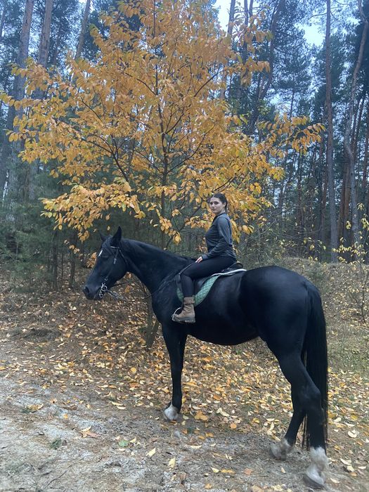 Мерин 2012 р. Високий напівтяж паспорт 180+ в холці