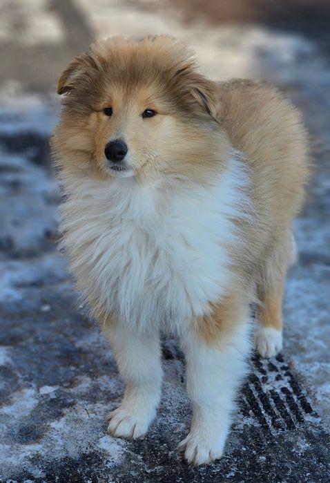 Owczarek szkocki długowłosy piesek szczeniak