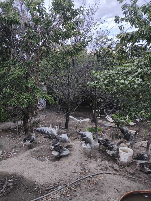 Гуси и бройлер под заказ