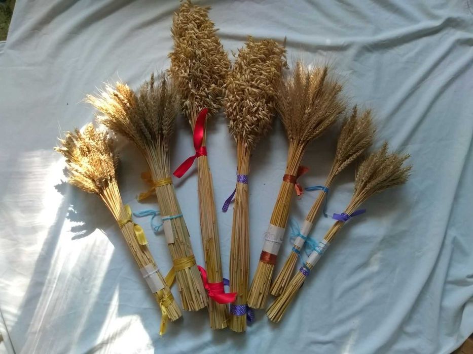 Колоски колосья пшениця, овес... сухі.