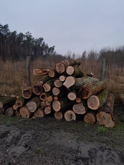 Drewno opałowe kominkowe grab dąb brzoza sosna