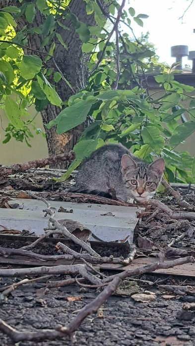 Cztery piękne kociaki do adopcji