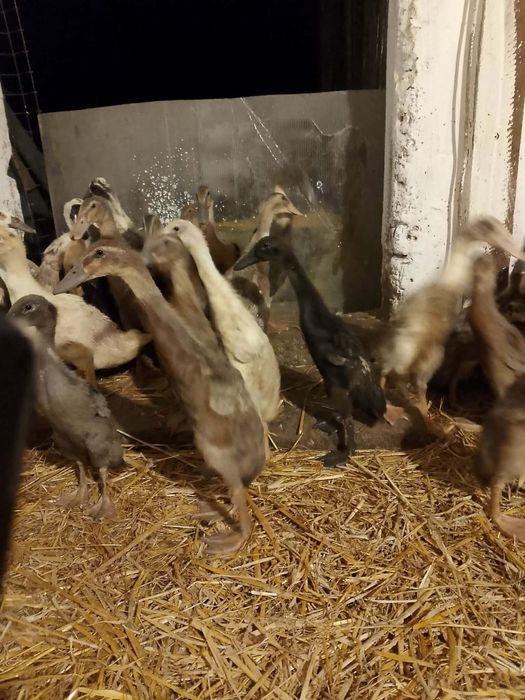 6- tygodniowy biegus indyjski