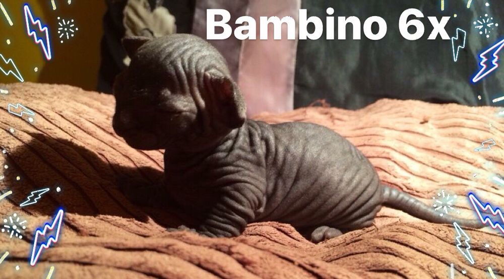 ℹ️ PO KASTRACJI ‼️ mega Kocio na juz!  • Sfinks & Sphynx. W-wa / Śląsk