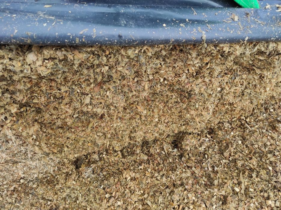 Kiszonka z kukurydzy, lucerna