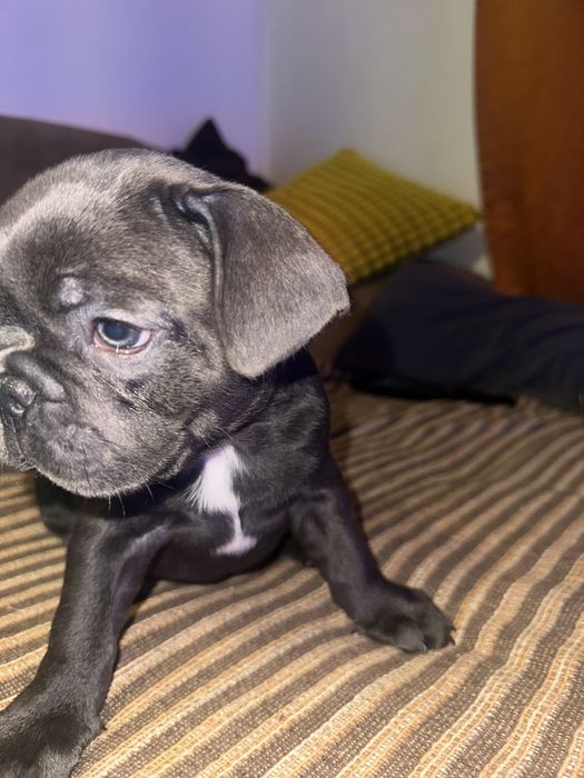 Buldogue Francês macho