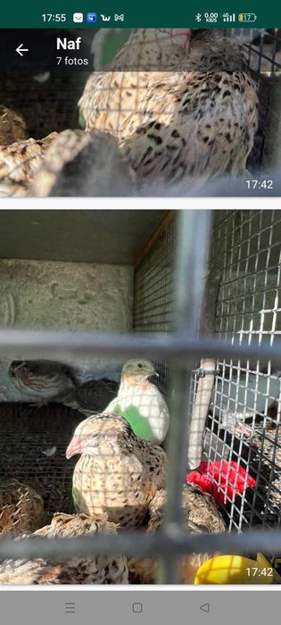 Codornizes 6 a 7 semanas a por ovos