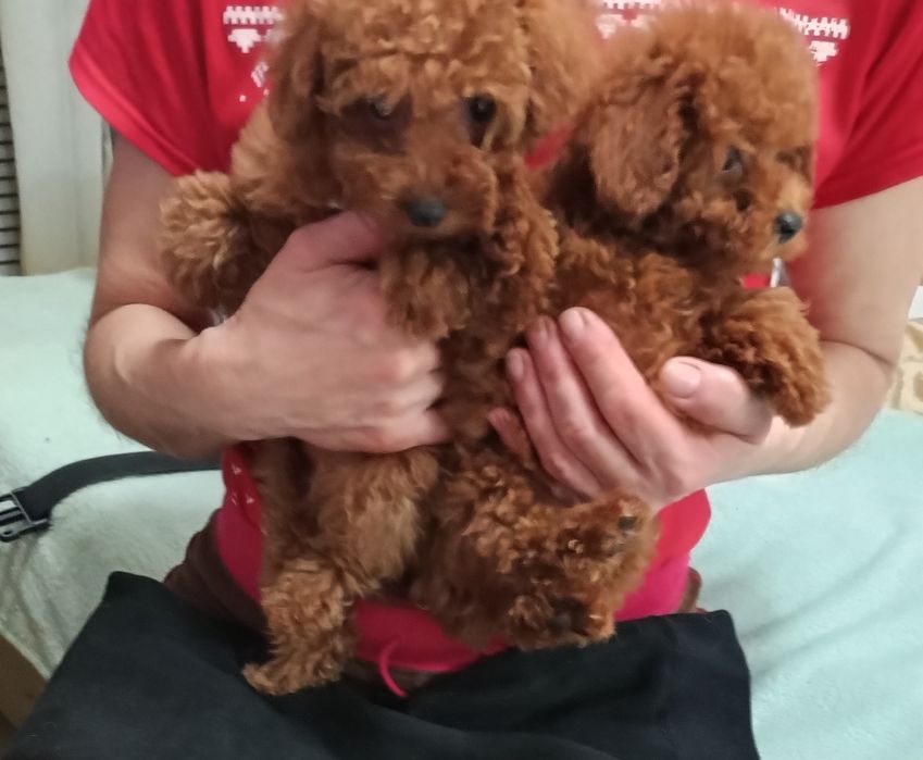 До свят,класнююючі малюки міні- Мальтіпу.