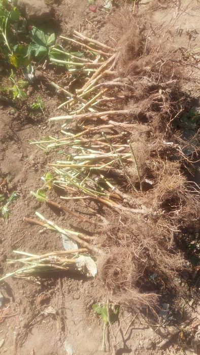 Продам садженеці ремонтантної малини