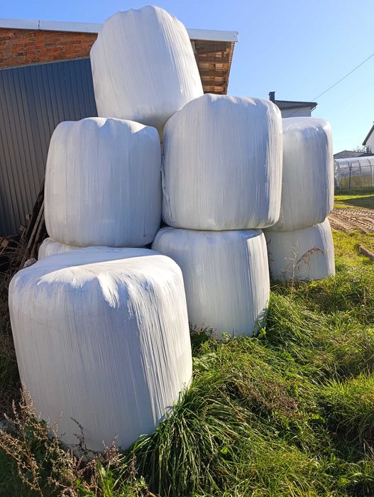 Sianokiszonka 12 sztuk 2025r