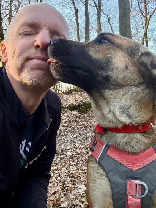 Enzo, 2 lata, w typie ogar polski