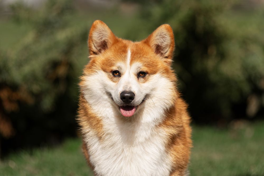 Вязка Корги