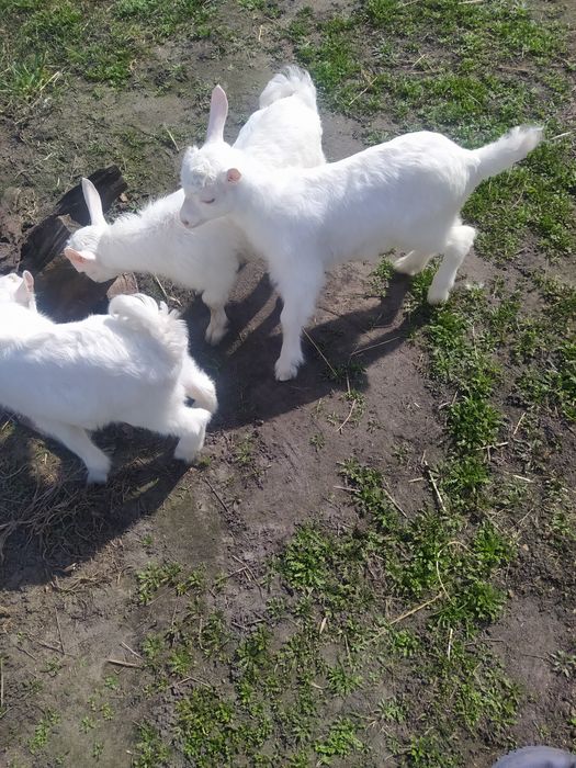 Оголошення Продам