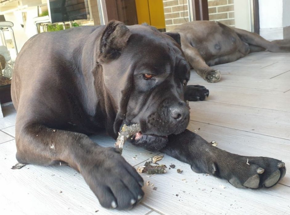 Вязка кане корсо