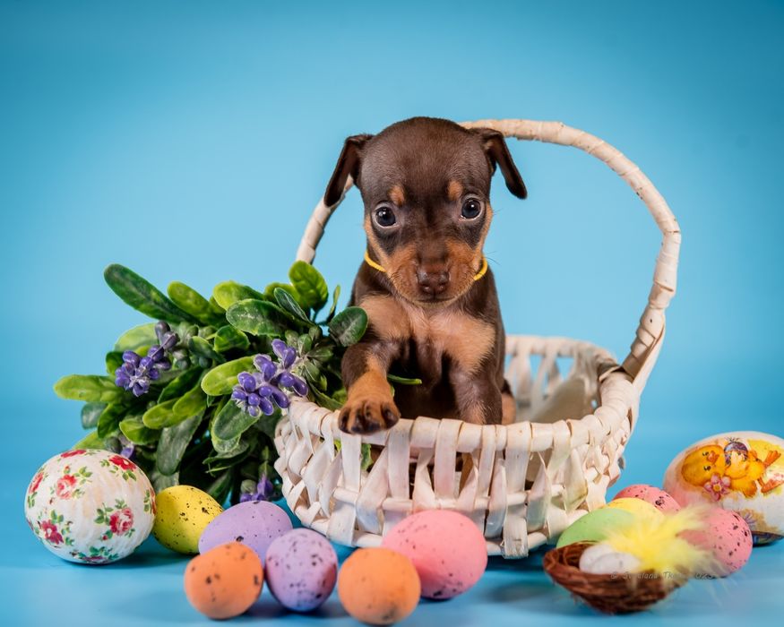 Цуценя празького крисаря