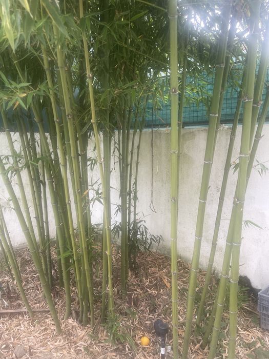 Canas de bambu varios tamanhos