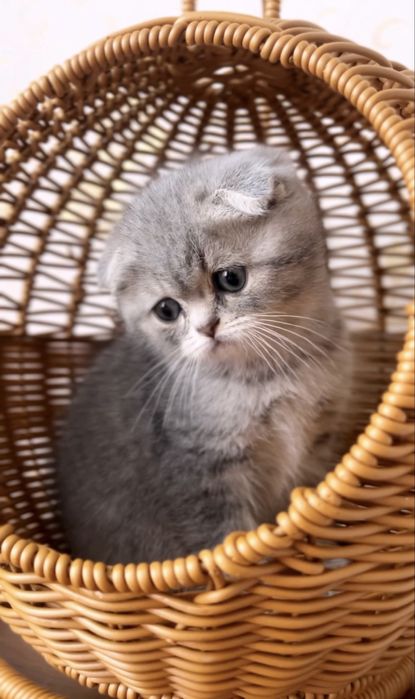 Чарівний шотландський котик