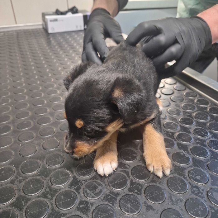 Szczeniaki - matka owczarek szkocki długowłosy collie