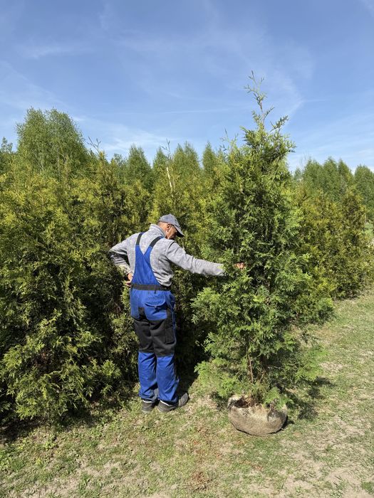 Duże Tuje Brabant 270cm ‼️PRODUCENT‼️ Wysokie Tuje Brabant do 4,5m‼️