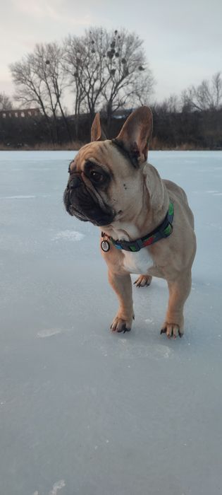 Вязка Французький бульдог