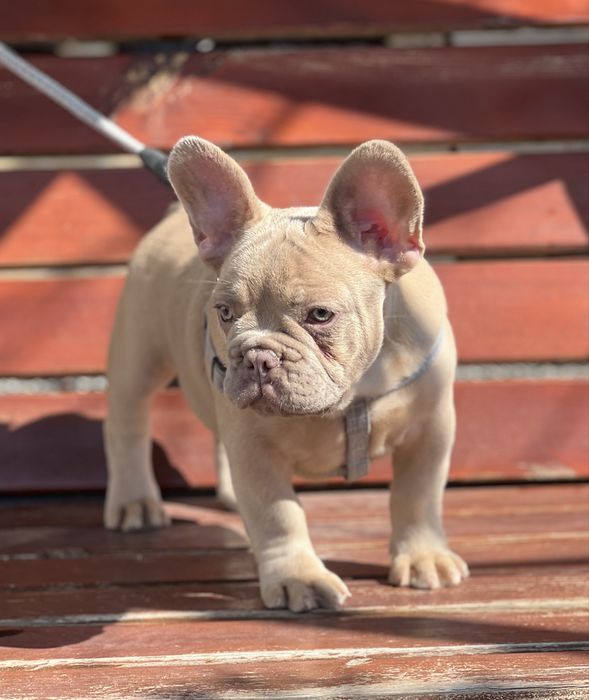 Французский бульдог