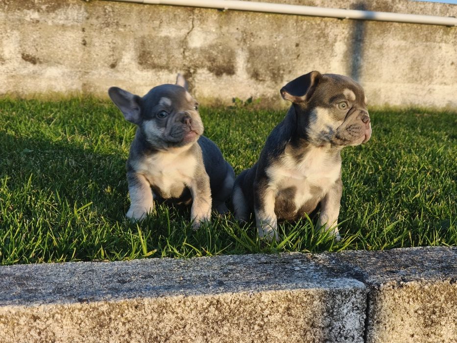 Bulldog Francês macho lilac tan