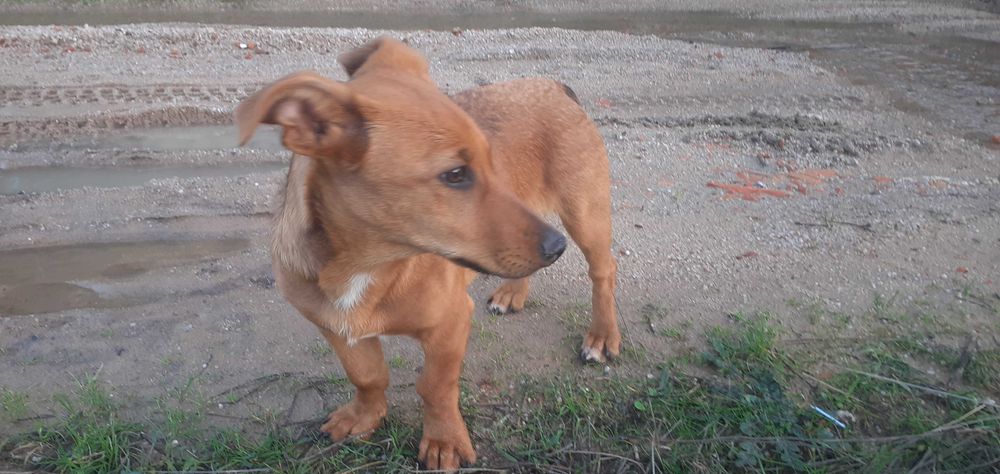 Cadelinha do 1 de Setembro