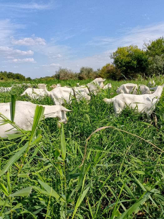 Молоко козье англо-нубийское, зааненское.