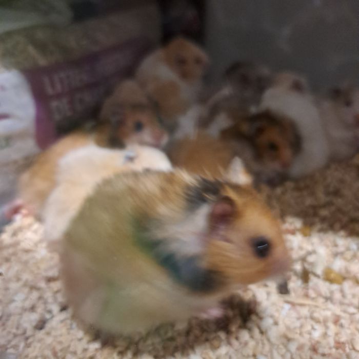 Chomiki Syryjskie w sklepie zoologicznym Gruby Kocur GALERIA TREND